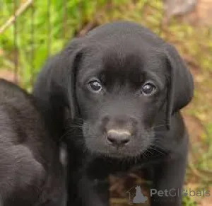 Фото №3. Labrador Retriever Puppies.  Великобритания