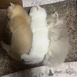 Фото №2 к объявлению №167268 о продаже британская короткошёрстная - купить в Германии частное объявление