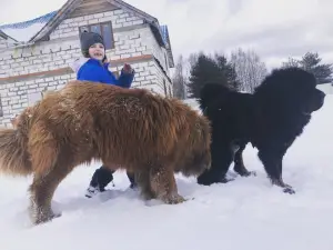 Фото №3. Продам щенков тибетского_мастифа.  Россия