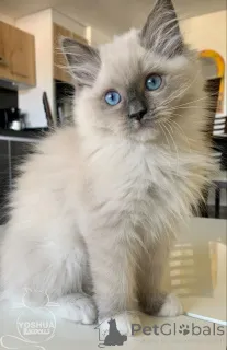 Фото №1. бурма - купить в Айзлинген за 37107₽. Объявление №157696