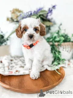 Фото №1. лабрадудль - купить в Алингс за 51022₽. Объявление №157767