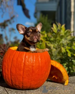 Фото №2 к объявлению №150638 о продаже французского бульдога - купить в Германии из приюта, заводчик