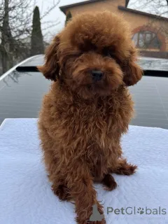 Дополнительные фото: Toy poodle 8 months/male