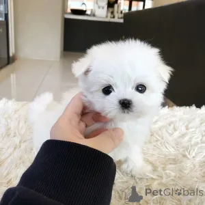 Дополнительные фото: Щенки мальтезе на усыновление, им 11 недель. Характер Очень покладистый и