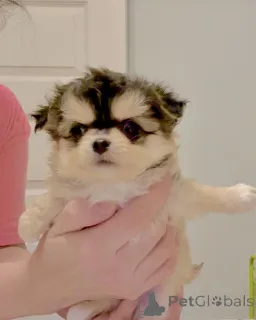 Фото №2 к объявлению №160056 о продаже чихуахуа - купить в Германии частное объявление