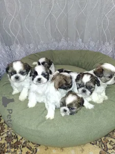 Дополнительные фото: Идеальные чистокровные щенки Ши-Тцу.
