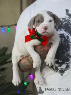 Фото №1.  - купить в Упсала за договорная. Объявление №160712