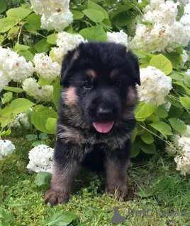Фото №3. Deutscher Schäferhund Welpen Zur усыновление.  Германия