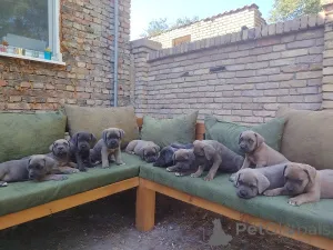 Фото №1. кане-корсо - купить в Becej за договорная. Объявление №149315