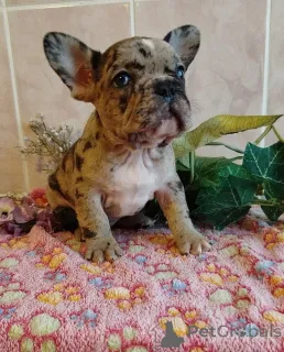 Дополнительные фото: Французский бульдог.