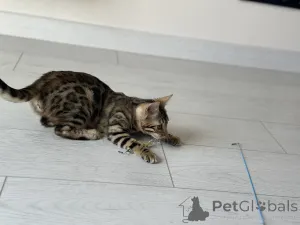 Дополнительные фото: Бенгальская кошка