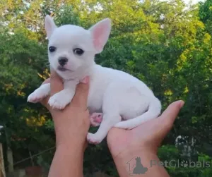 Фото №1. чихуахуа - купить в Вена за договорная. Объявление №156903