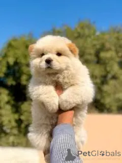 Фото №3. продаются щенки чау-чау.  Германия