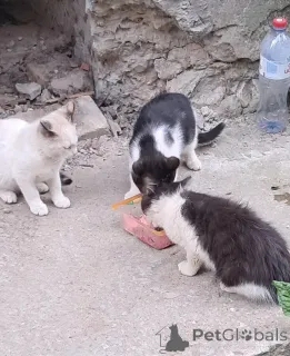 Дополнительные фото: Вася, Мусенька и Мурзичек ждут своих хозяев.