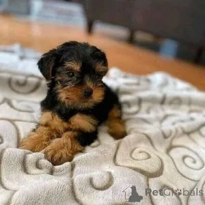 Фото №3. Продаются милые очаровательные щенки йорка. Свяжитесь с WhatsApp Business.  Германия