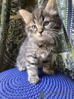 Фото №1. сибирская - купить в Баден-Бадене за 32468₽. Объявление №150513