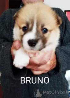 Фото №2 к объявлению №141396 о продаже вельш-корги - купить в Сербии 