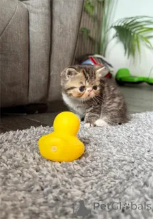 Фото №1. экзотическая - купить в Карсдорфе за 32468₽. Объявление №153858