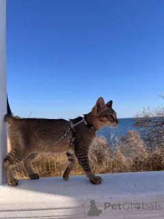 Фото №2 к объявлению №155313 о продаже чаузи - купить в России из питомника