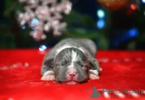 Дополнительные фото: Щенки амстаффа из питомника