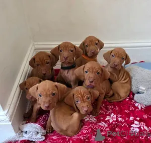 Дополнительные фото: Beautiful Hungarian Vizsla Puppies Looking for Their Forever Homes!