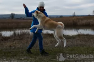 Фото №4. Продажа акита-ину в Черкасском Бишкине из питомника - цена договорная