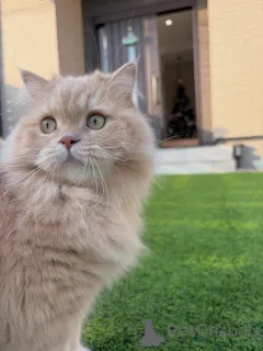 Фото №4. Продам сибирскую в Egilsstaðir частное объявление - цена договорная