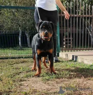 Дополнительные фото: Высококлассные щенки ротвейлера.