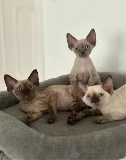 Фото №1. девон рекс - купить в Байройт за 32468₽. Объявление №154207