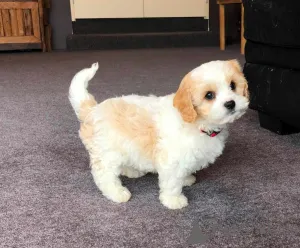 Фото №1.  - купить в Сепаратор за договорная. Объявление №162545