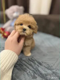 Фото №2 к объявлению №162527 о продаже мальтипу - купить в Германии заводчик