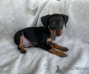 Фото №1. цвергпинчер - купить в Аугсбург за 22467₽. Объявление №156399