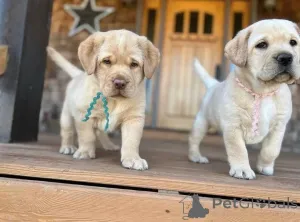 Фото №2 к объявлению №160968 о продаже  - купить в Великобритании заводчик