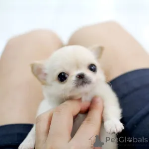 Фото №2 к объявлению №162888 о продаже чихуахуа - купить в Австрии заводчик