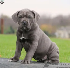 Фото №3. Симпатичные итальянские мастифы/ щенки Cane Corso для продажи.  США