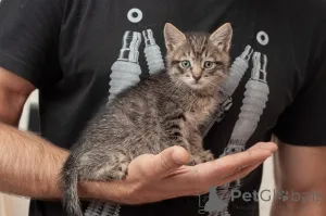 Дополнительные фото: Срочно ищут дом три малыша-солнышка.