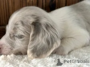 Дополнительные фото: Таксы, приученные к туалету