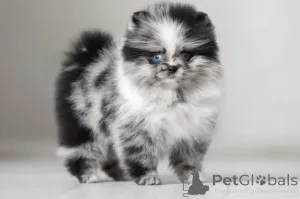 Фото №4. Продажа  в Огайо заводчик - цена договорная