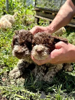 Дополнительные фото: Lagotto Romagnolo, щенок доступен