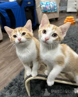 Фото №2 к объявлению №150629 о продаже беспородная - купить в Германии из приюта, заводчик