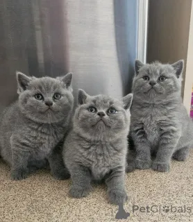 Фото №1. британская короткошёрстная - купить в Уэплленд за договорная. Объявление №167381