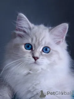 Фото №3. Сибирские кошки на приют игривы и ласковы.. Швеция