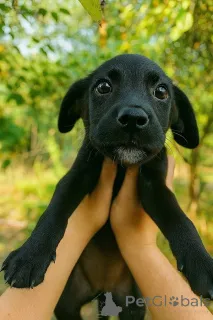 Фото №2 к объявлению №158392 о продаже беспородную - купить в России частное объявление