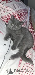 Фото №1. шотландская (скоттиш страйт) - купить в Чикаго за 59139₽. Объявление №145318