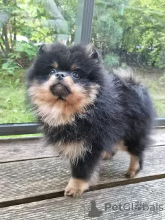 Дополнительные фото: Сute black&tan Pomeranian puppy