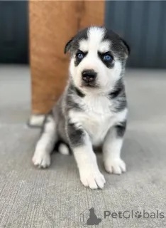 Фото №1. сибирский хаски - купить в Bad Soden-Salmünster за договорная. Объявление №162219