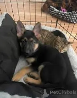 Фото №2 к объявлению №166728 о продаже немецкую овчарку - купить в Франции частное объявление, заводчик