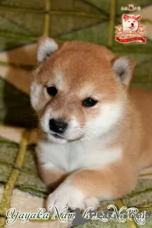 Фото №3. Shiba-inu female Yayaka Nami Senzo No Rei.  Украина