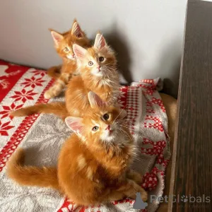 Фото №1. мейн-кун - купить в Berchtesgaden за договорная. Объявление №139090