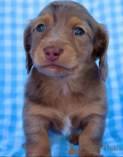 Фото №1.  - купить в Ахенкирх за договорная. Объявление №155085